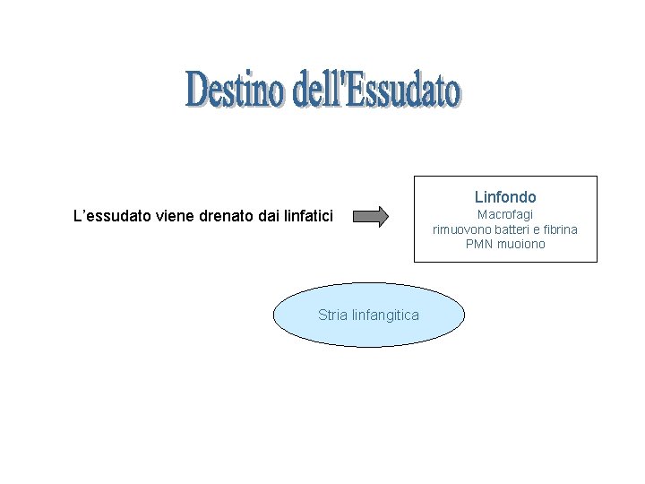 Linfondo L’essudato viene drenato dai linfatici Stria linfangitica Macrofagi rimuovono batteri e fibrina PMN