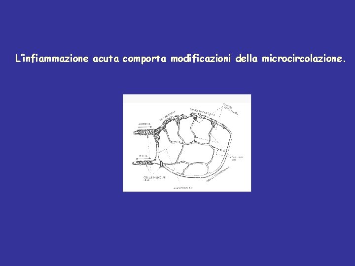 L’infiammazione acuta comporta modificazioni della microcircolazione. 