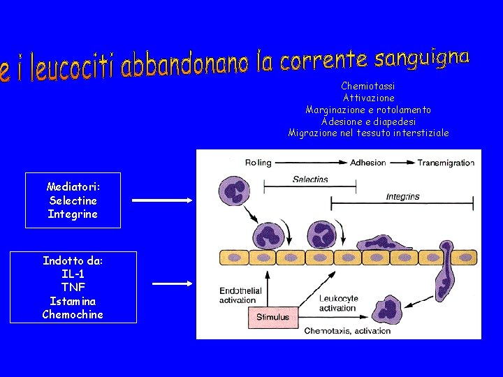 Chemiotassi Attivazione Marginazione e rotolamento Adesione e diapedesi Migrazione nel tessuto interstiziale Mediatori: Selectine