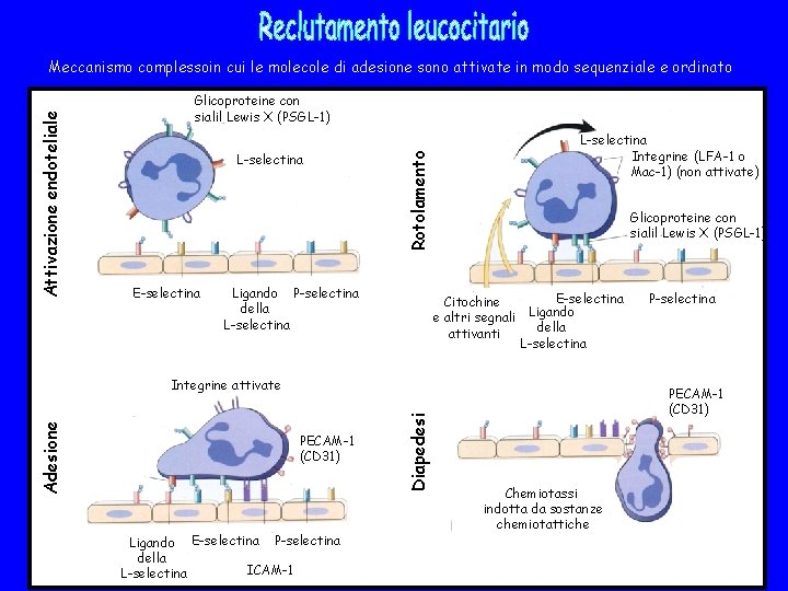 Glicoproteine con sialil Lewis X (PSGL-1) L-selectina E-selectina Rotolamento Attivazione endoteliale Meccanismo complessoin cui