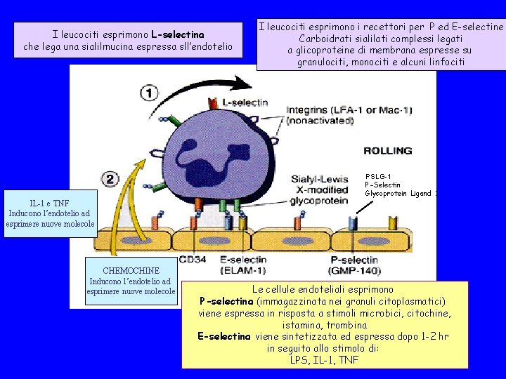 I leucociti esprimono L-selectina che lega una sialilmucina espressa sll’endotelio I leucociti esprimono i