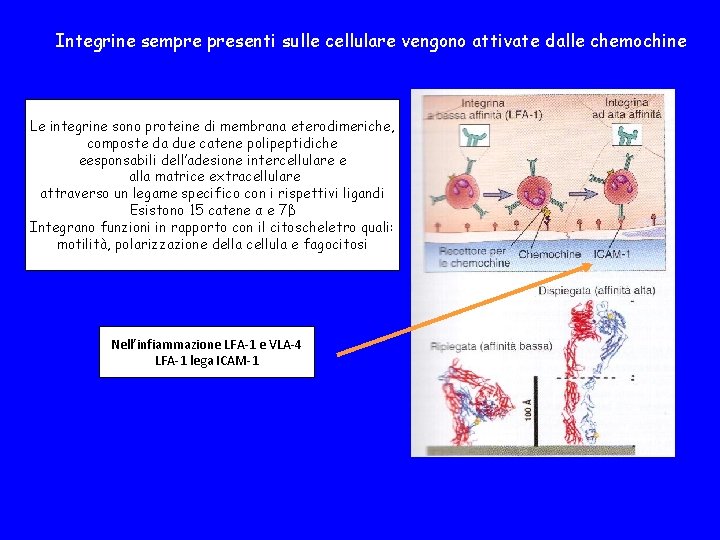 Integrine sempre presenti sulle cellulare vengono attivate dalle chemochine Le integrine sono proteine di