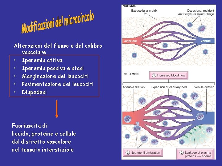 Alterazioni del flusso e del calibro vascolare • Iperemia attiva • Iperemia passiva e