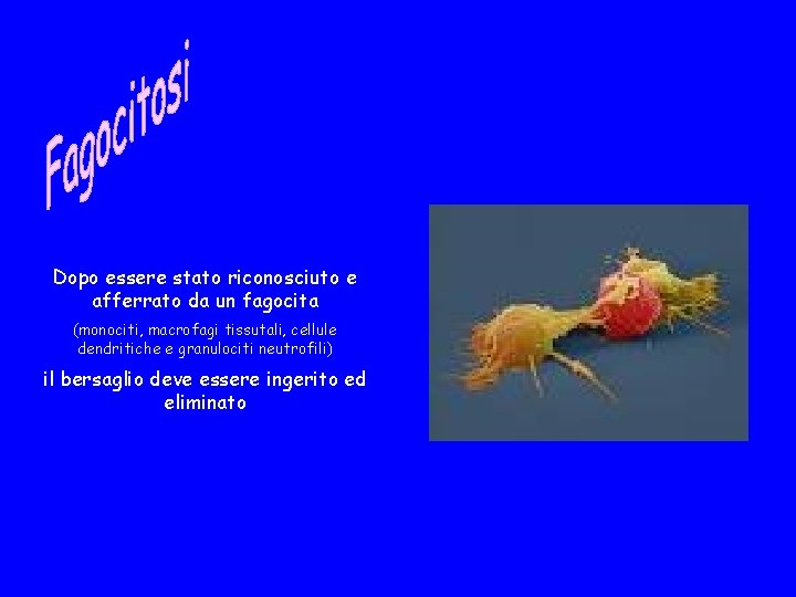 Dopo essere stato riconosciuto e afferrato da un fagocita (monociti, macrofagi tissutali, cellule dendritiche