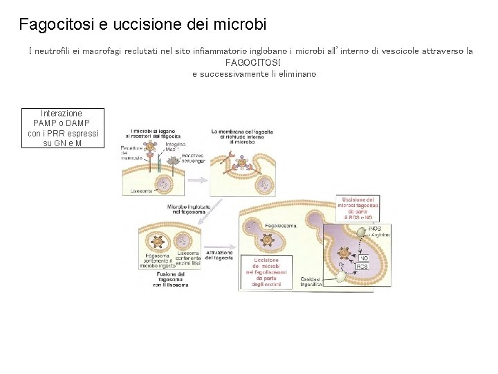 Fagocitosi e uccisione dei microbi I neutrofili ei macrofagi reclutati nel sito infiammatorio inglobano
