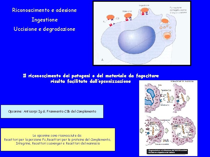 Riconoscimento e adesione Ingestione Uccisione e degradazione Il riconoscimento dei patogeni o del materiale