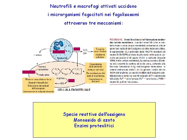 Neutrofili e macrofagi attivati uccidono i microrganismi fagocitati nei fagolisosomi attraverso tre meccanismi: Specie