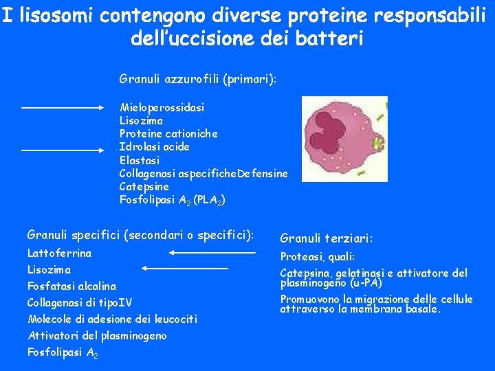 Granuli azzurofili (primari): Mieloperossidasi Lisozima Proteine cationiche Idrolasi acide Elastasi Collagenasi aspecifiche. Defensine Catepsine