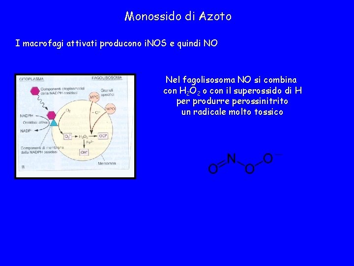 Monossido di Azoto I macrofagi attivati producono i. NOS e quindi NO Nel fagolisosoma
