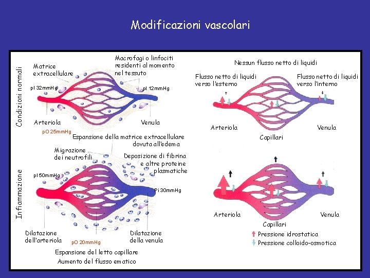 Condizioni normali Modificazioni vascolari Matrice extracellulare Macrofagi o linfociti residenti al momento nel tessuto