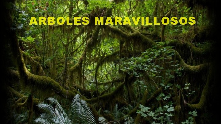 ARBOLES MARAVILLOSOS 