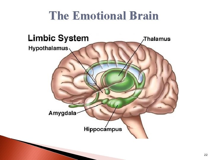 The Emotional Brain 22 