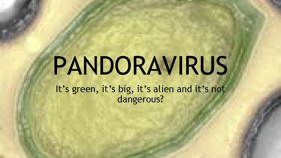 PANDORAVIRUS It’s green, it’s big, it’s alien and it’s not dangerous? 