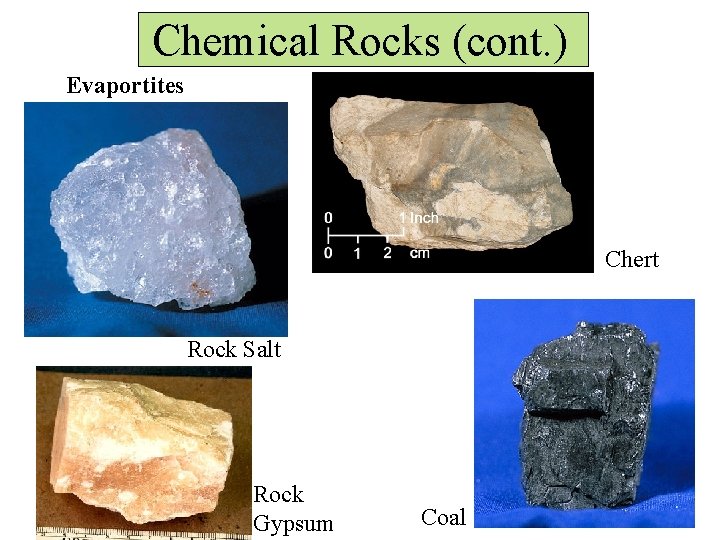 Chemical Rocks (cont. ) Evaportites Chert Rock Salt Rock Gypsum Coal 