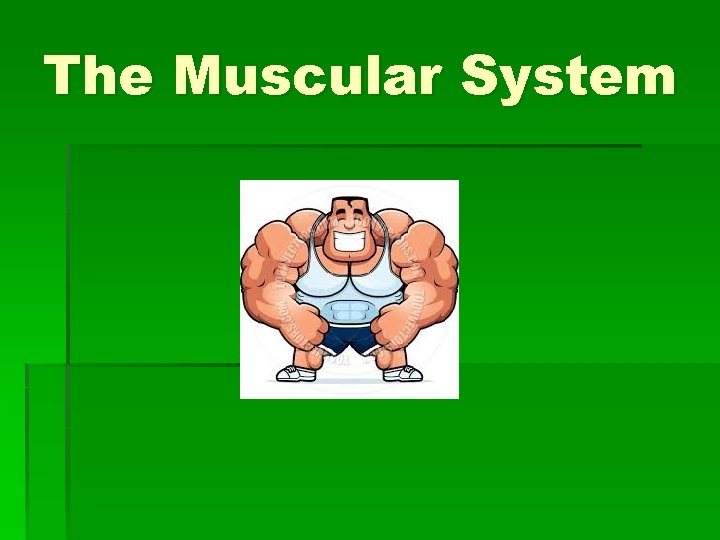 The Muscular System 