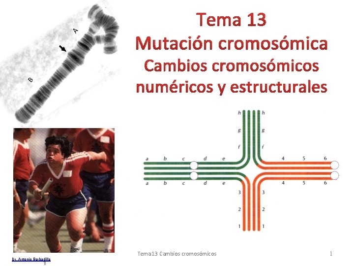 Tema 13 Mutación cromosómica Cambios cromosómicos numéricos y estructurales Dr. Antonio Barbadilla 1 Tema