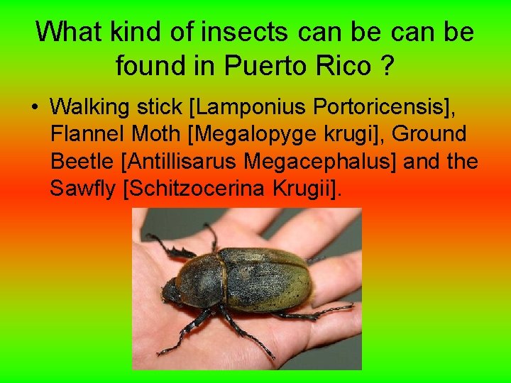 Plants and Animals in Puerto Rico Isaiah 3