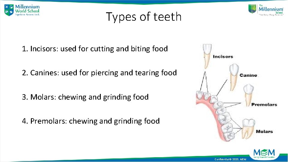 Types of teeth 1. Incisors: used for cutting and biting food 2. Canines: used