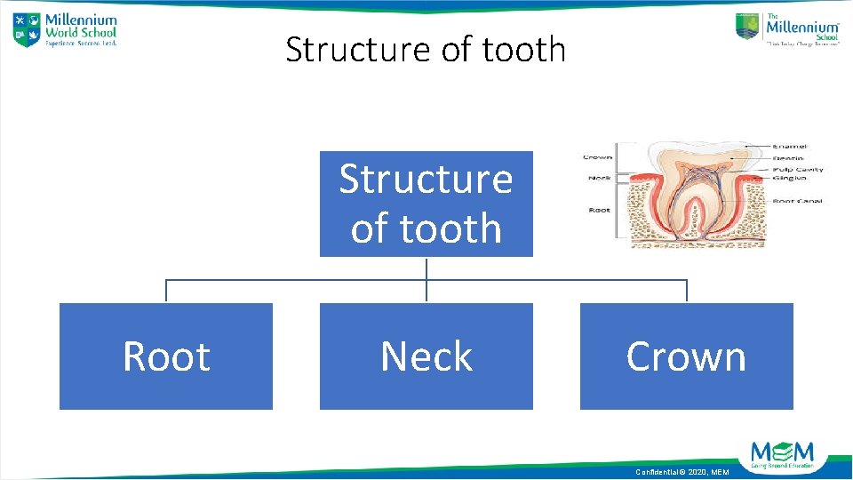 Structure of tooth Root Neck Crown Confidential © 2020, MEM 