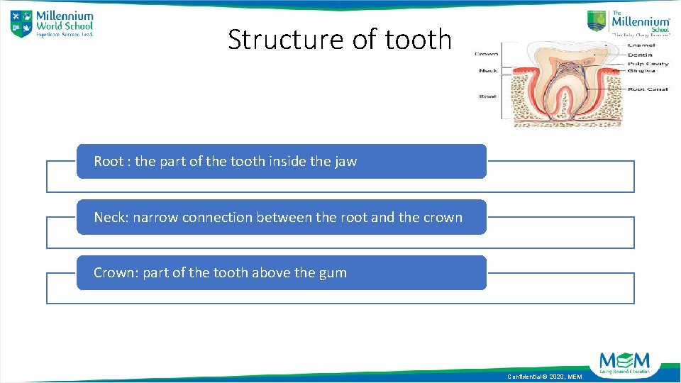 Structure of tooth Root : the part of the tooth inside the jaw Neck: