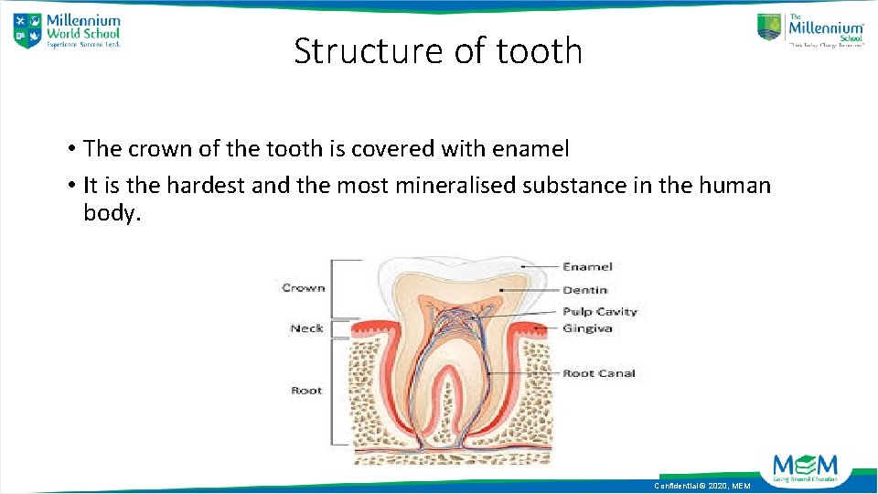 Structure of tooth • The crown of the tooth is covered with enamel •
