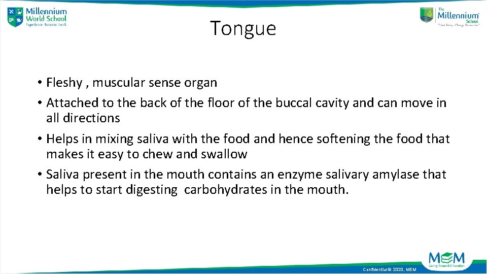 Tongue • Fleshy , muscular sense organ • Attached to the back of the