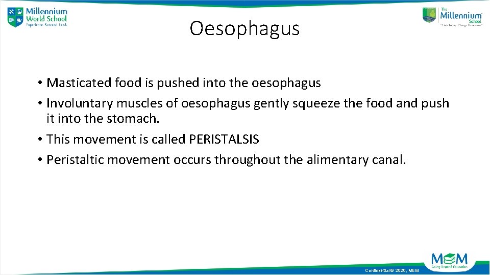 Oesophagus • Masticated food is pushed into the oesophagus • Involuntary muscles of oesophagus