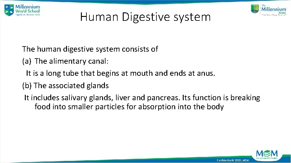 Human Digestive system The human digestive system consists of (a) The alimentary canal: It