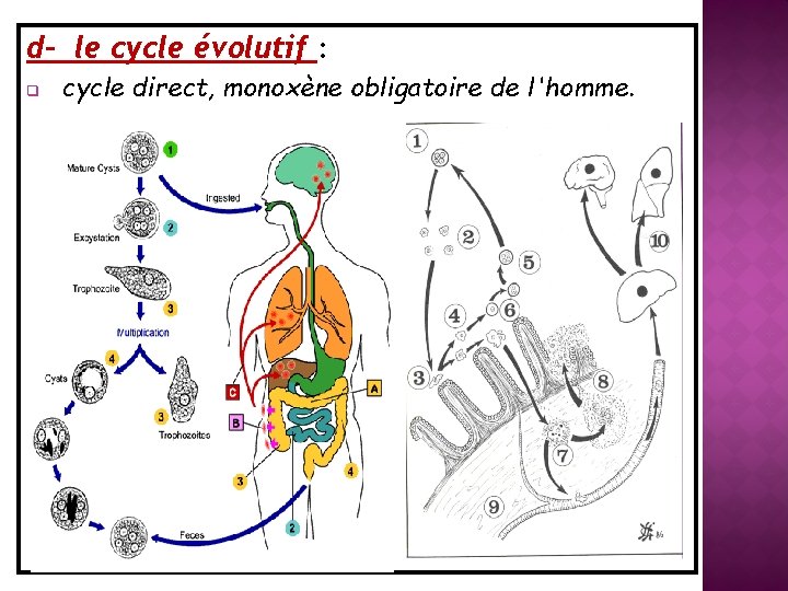 d- le cycle évolutif : q cycle direct, monoxène obligatoire de l'homme. 