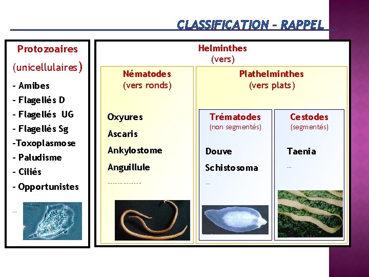 CLASSIFICATION – RAPPEL Helminthes (vers) Protozoaires (unicellulaires) - Amibes Nématodes (vers ronds) Plathelminthes (vers
