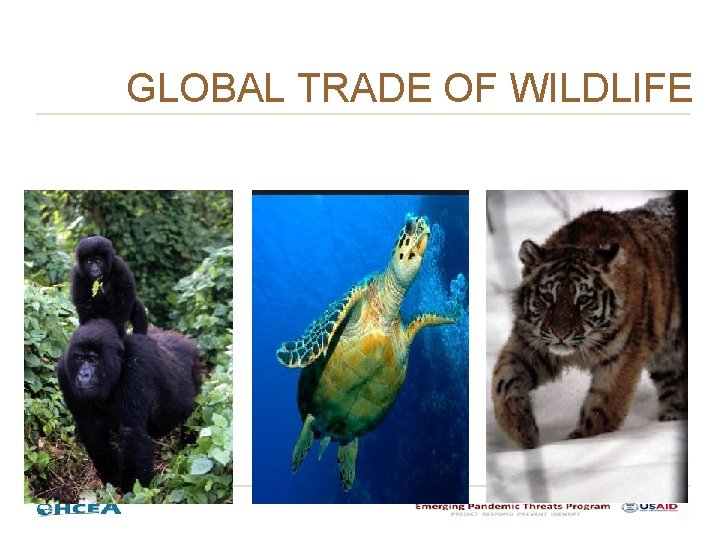 GLOBAL TRADE OF WILDLIFE GLOBAL TRADE OF WILDLIFE