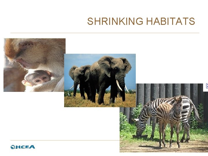 SHRINKING HABITATS SHRINKING HABITATS