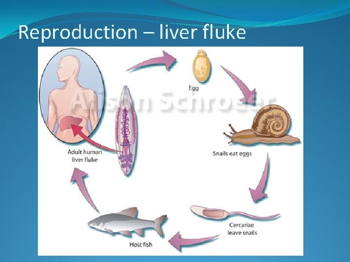 Reproduction – liver fluke 