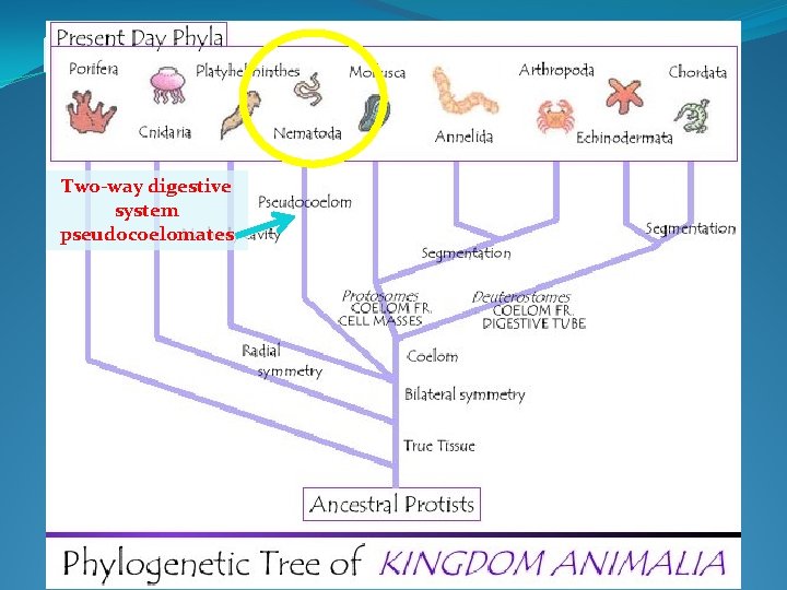 Kingdom Animalia Overview Two-way digestive system pseudocoelomates 