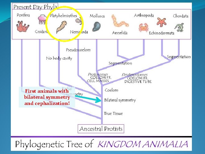 Kingdom Animalia Overview First animals with bilateral symmetry and cephalization! 