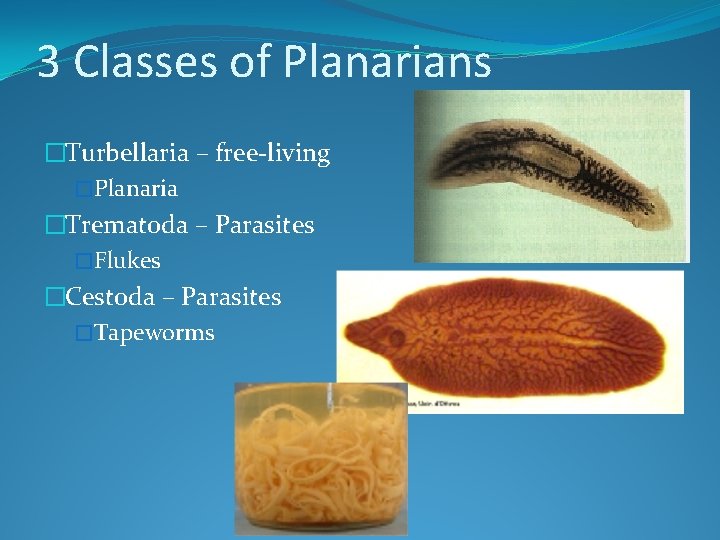 3 Classes of Planarians �Turbellaria – free-living �Planaria �Trematoda – Parasites �Flukes �Cestoda –