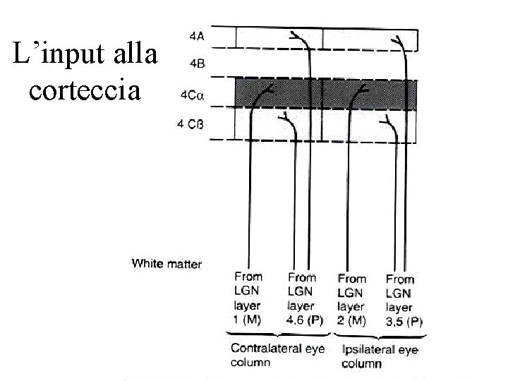 L’input alla corteccia 