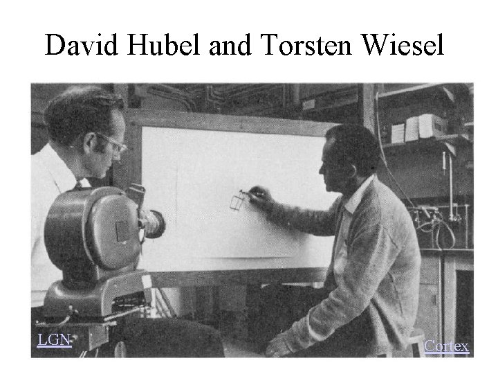 David Hubel and Torsten Wiesel LGN Cortex 