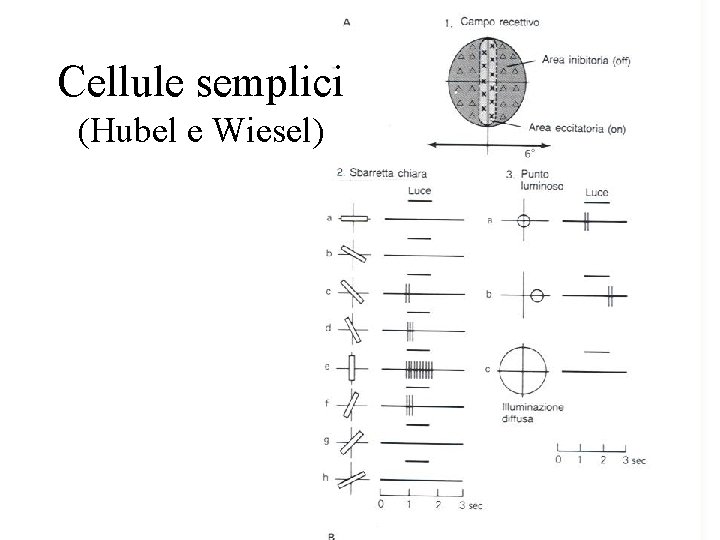 Cellule semplici (Hubel e Wiesel) 
