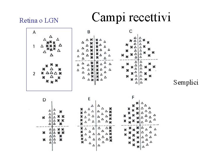 Retina o LGN Campi recettivi Semplici 