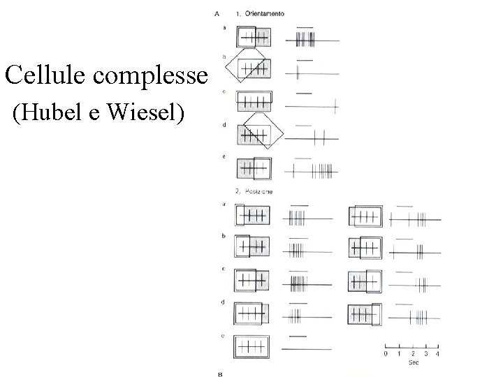 Cellule complesse (Hubel e Wiesel) 