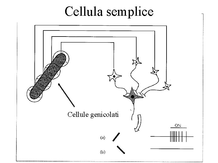 Cellula semplice Cellule genicolati 