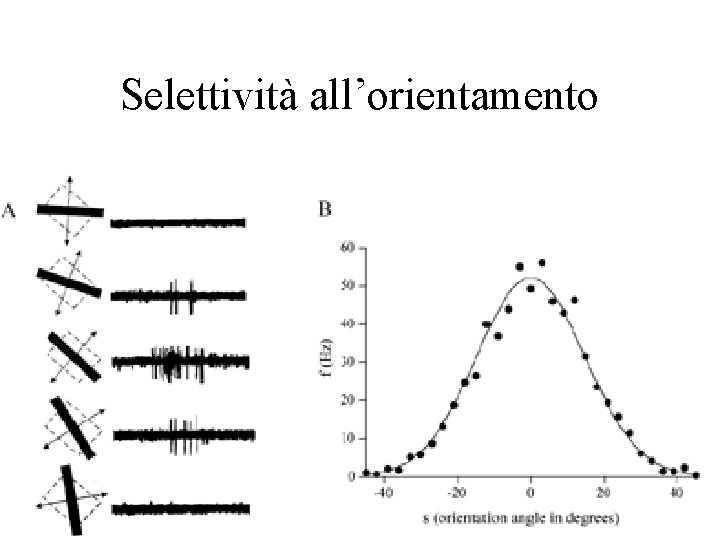 Selettività all’orientamento 