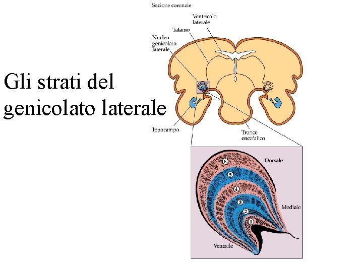 Gli strati del genicolato laterale 