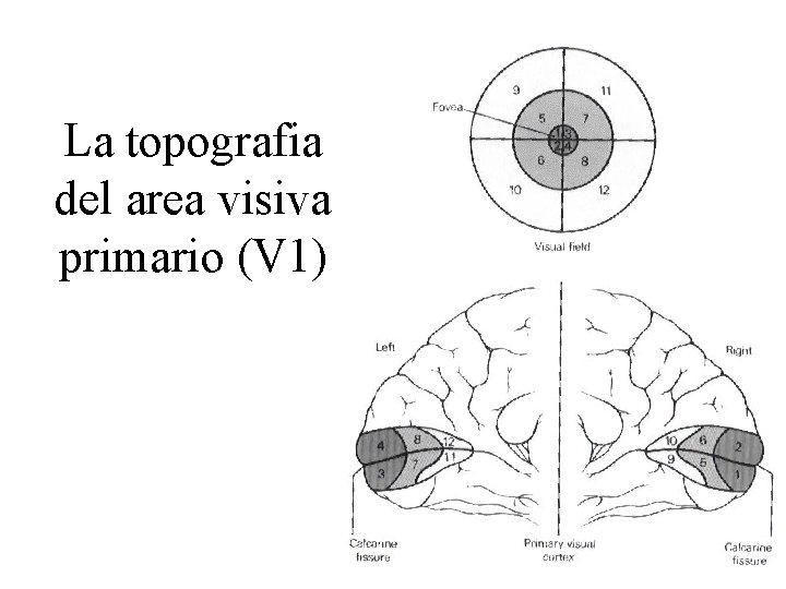 La topografia del area visiva primario (V 1) 