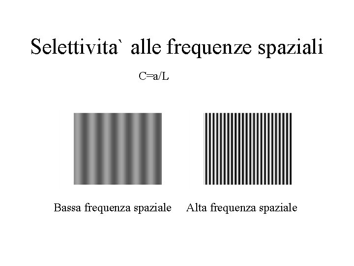 Selettivita` alle frequenze spaziali C=a/L Bassa frequenza spaziale Alta frequenza spaziale 