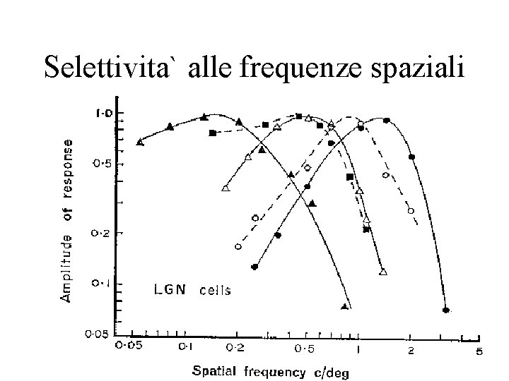 Selettivita` alle frequenze spaziali 