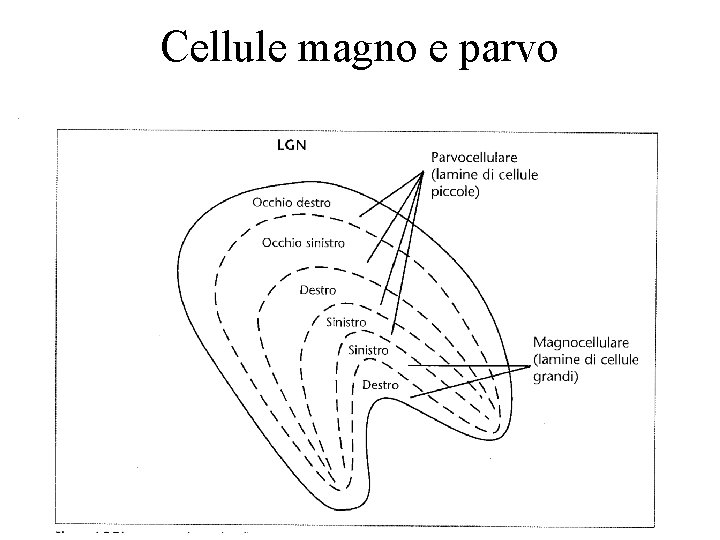 Cellule magno e parvo 