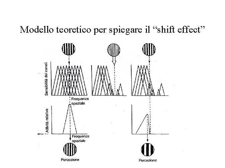 Modello teoretico per spiegare il “shift effect” 