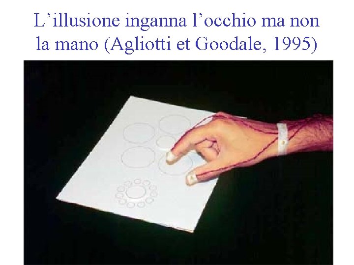 L’illusione inganna l’occhio ma non la mano (Agliotti et Goodale, 1995) 